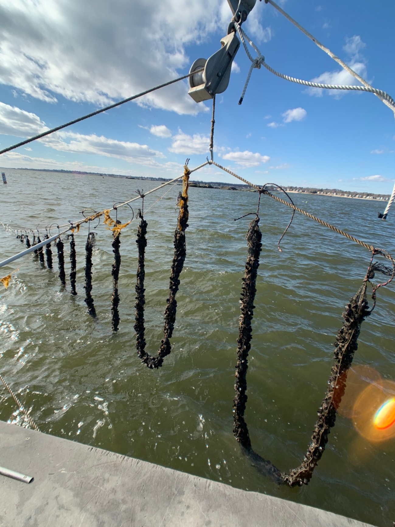 GreenWave: A New Model for Farming in the Ocean