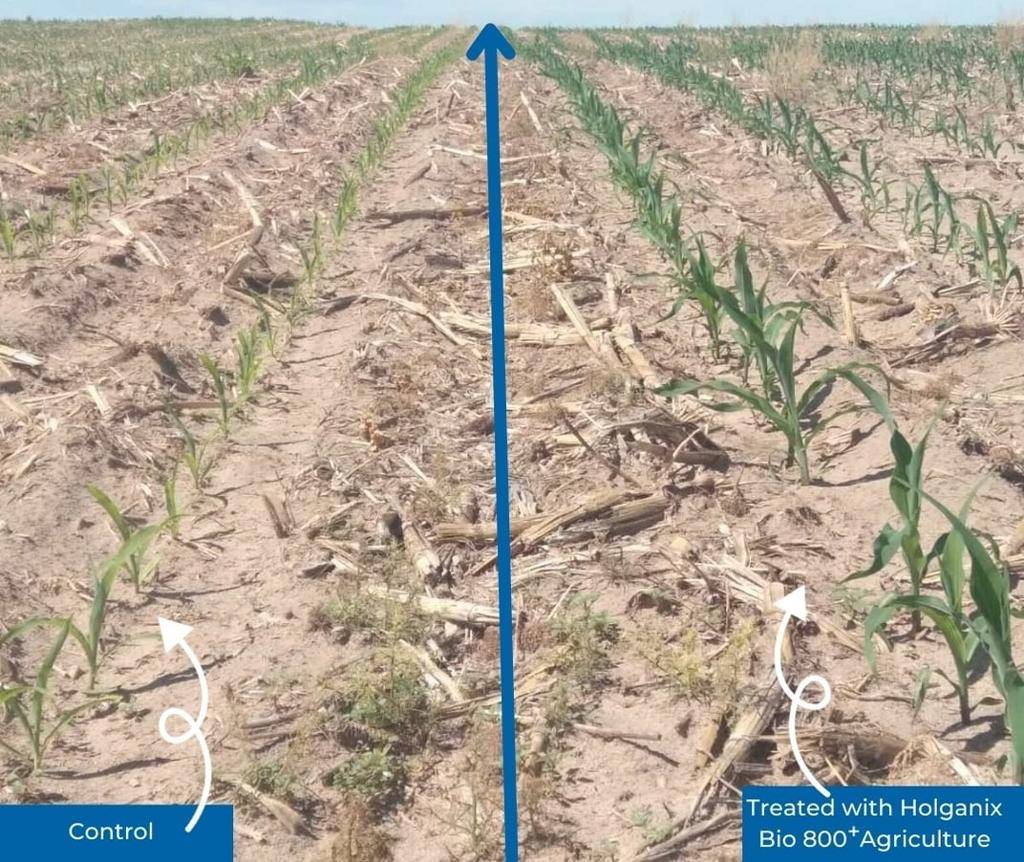 Soil Microbiome Agriculture: How Holganix Bio 800+ Restores Soil Health