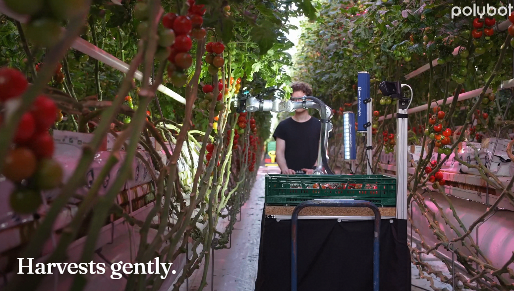 Polybot's Autonomous Tomato Harvester Learns From Humans