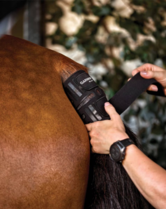 Your Horse's Heart Rate Is Now on Your Wrist