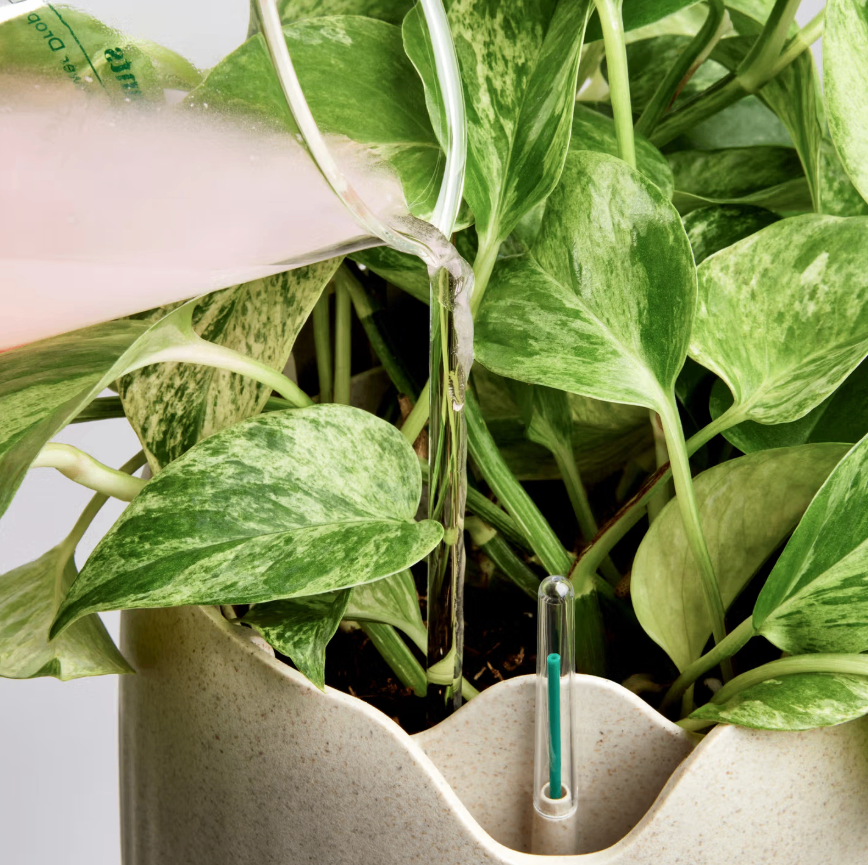 Bioengineered Air-Purifying Plants