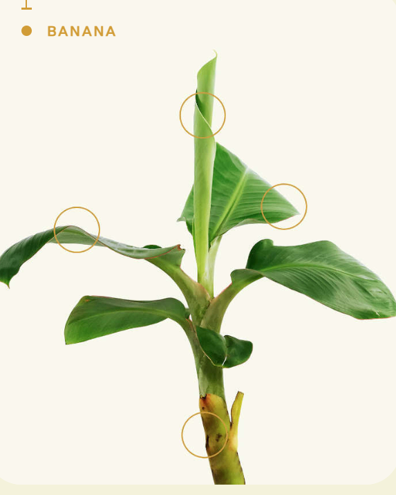 هل يمكن للعلم إنقاذ الموز؟