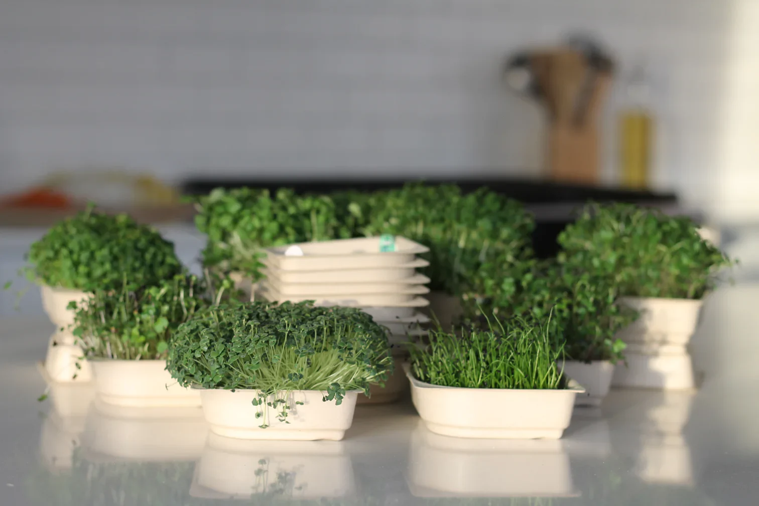 Instafarm Grows Fresh Microgreens in Your Kitchen in 6 Days