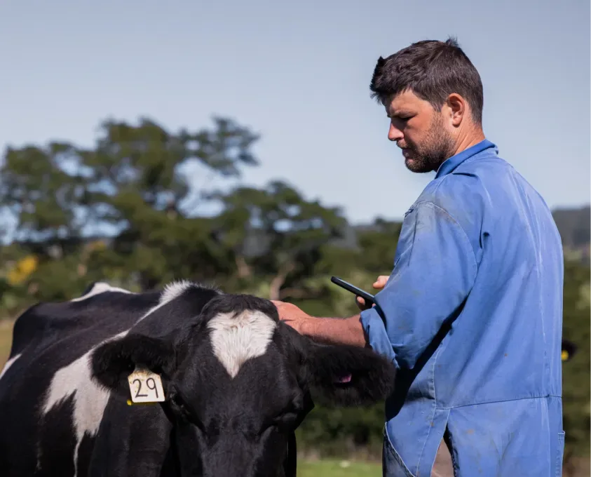 Halter Smart Collar for Livestock