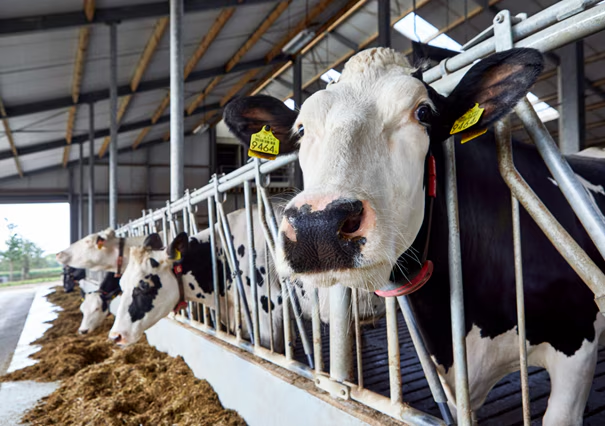 Methane Reduction in Cattle Is Now Happening Inside the Animal