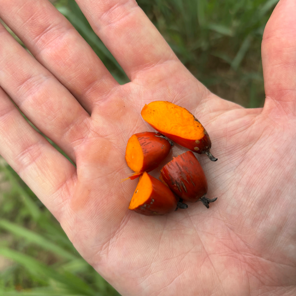 This Fruit Oil Wants to End Soggy Fried Food
