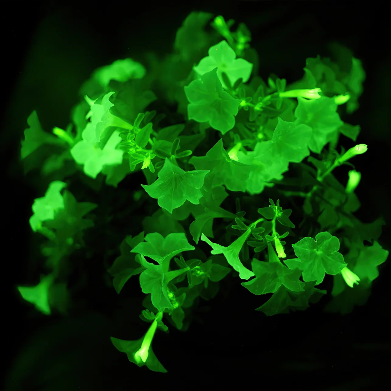 Light Bio: Plants That Naturally Glow in the Dark