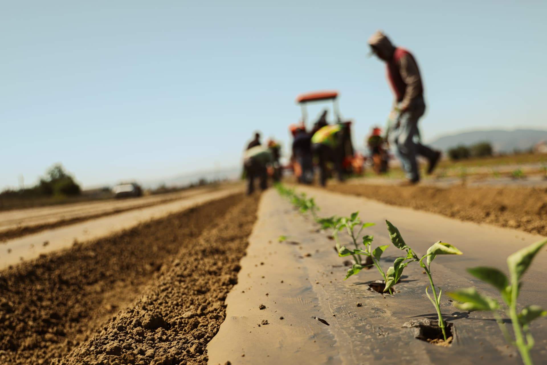 This Mulch Film Disappears Into the Soil After Harvest