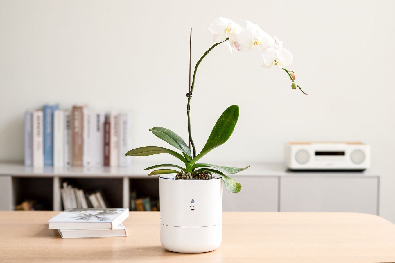Can LeafyPod Simplify Indoor Plant Care?